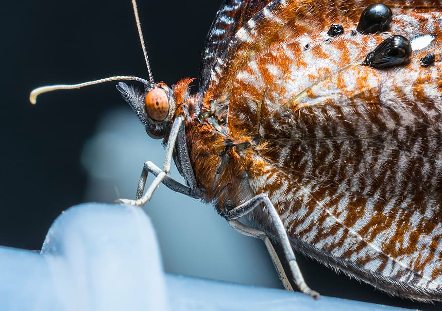 butterfly, just hatched, insect, close, one animal, close-up HD wallpaper