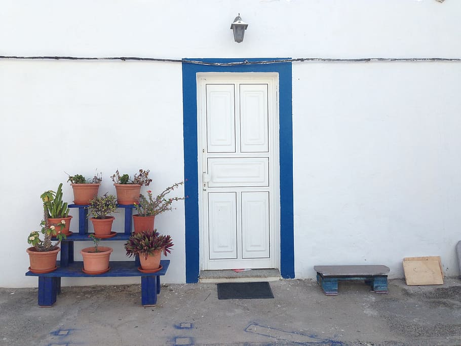 Plants, Door, Old, Wild Flower, blue, flowers, beauty, foreground HD wallpaper