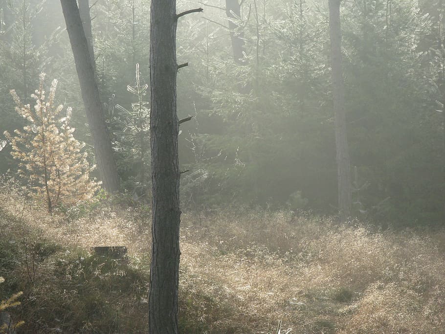 forest, forest floor, misty, tree trunk, fir tree, winter, nature HD wallpaper