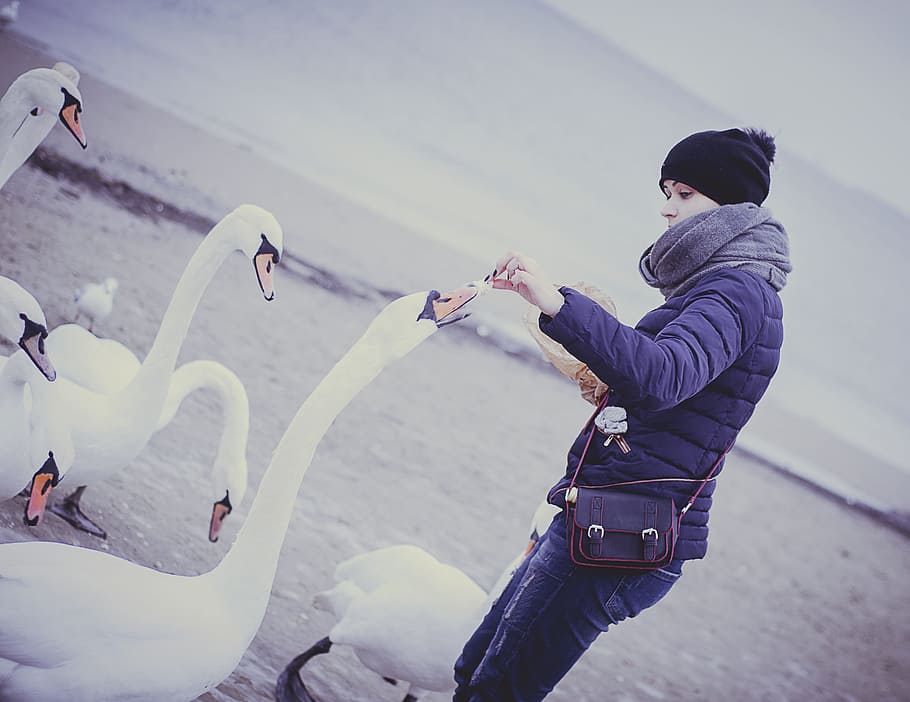 person feeding goose near body of water, swans, nature, bird HD wallpaper