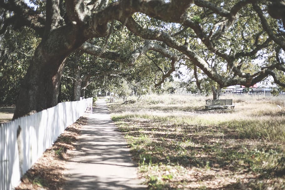 white wooden fence under green leaf tree, pathway beside a white fence under brown tree at daytime HD wallpaper