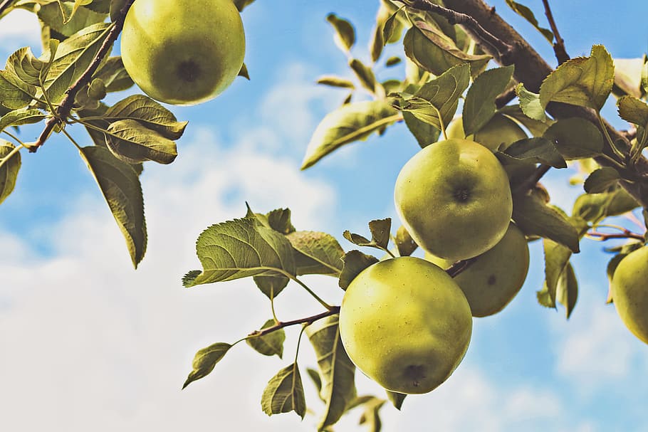 fruits on tree branch during day, round green fruits, fruit tree HD wallpaper