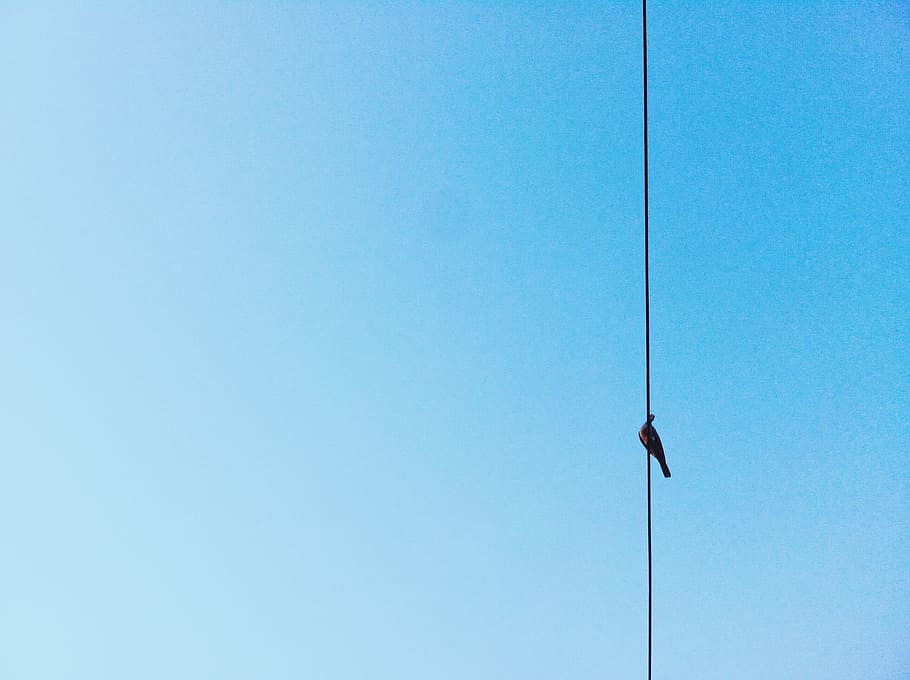 black bird on wire under clear sky, pole and blue sky, black wire HD wallpaper