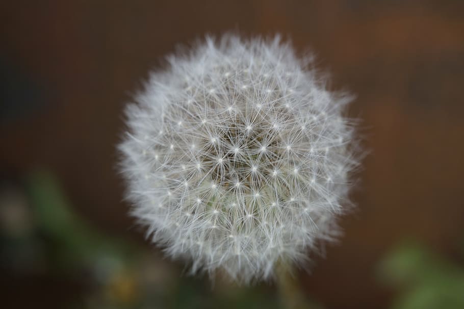 dandelion, summer, garden, close, white, seeds, soft, fluffy HD wallpaper