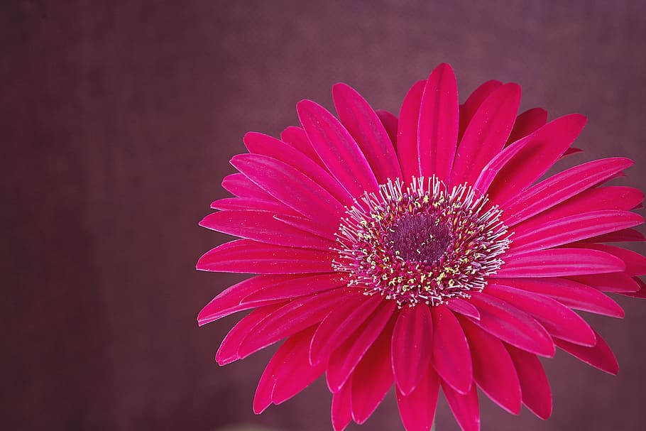 gerbera, flower, blossom, bloom, pink, petals, close, flowering plant HD wallpaper