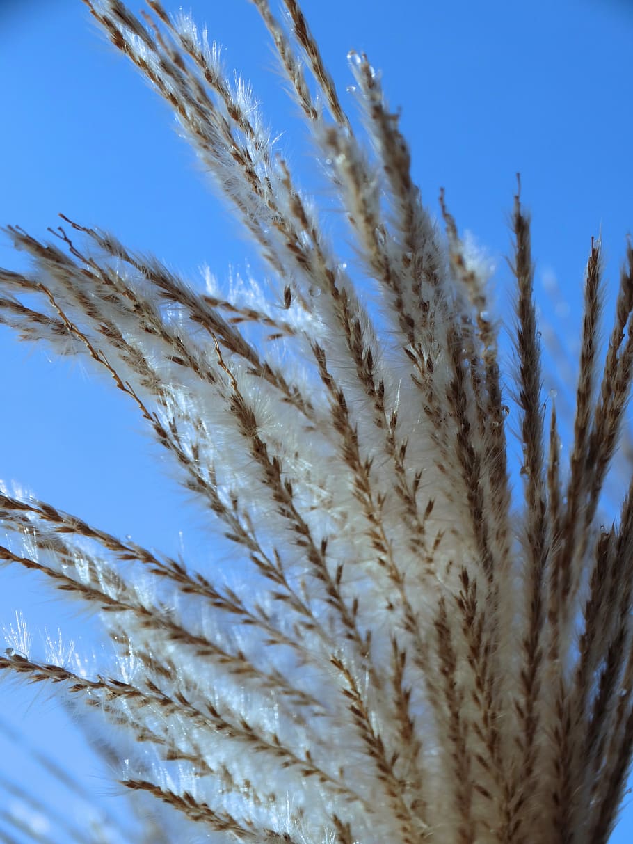 reed, nature, no people, close-up, plant, growth, sky, day HD wallpaper