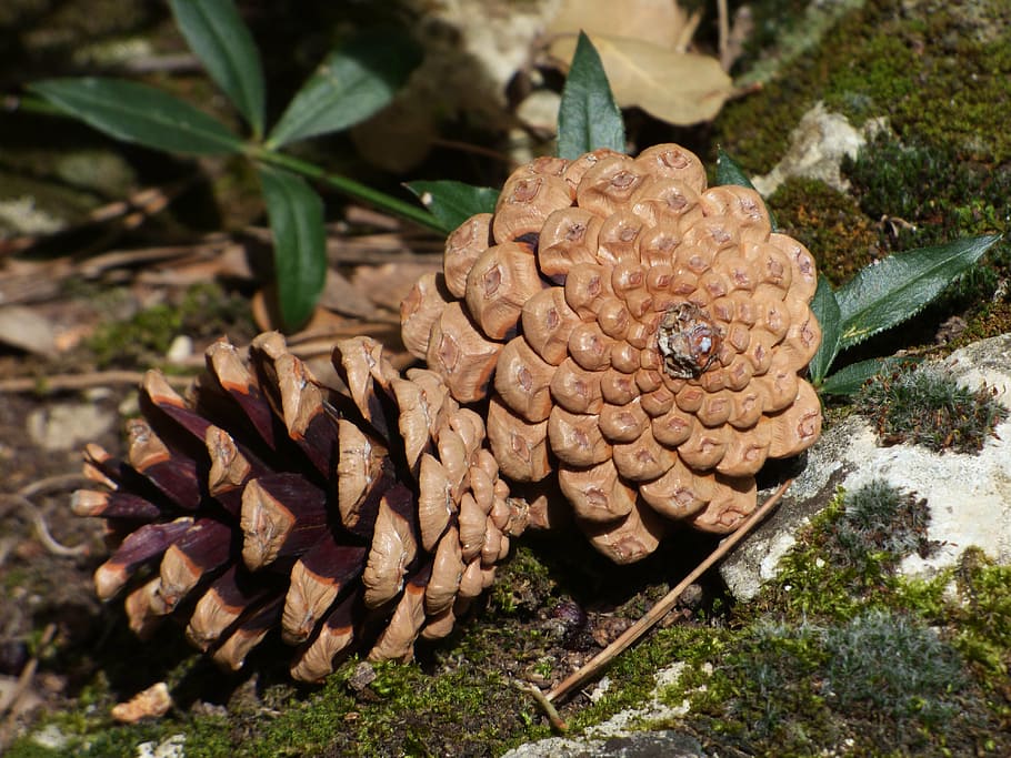 pineapple, forest, plant geometry, pine fruit, pine nuts, nature HD wallpaper