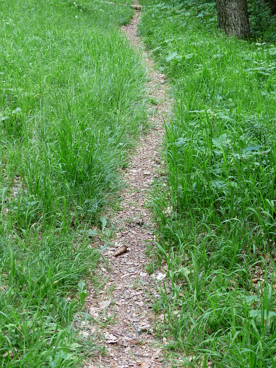 path, away, forest path, trail, wegchen, hike, hiking, migratory path HD wallpaper
