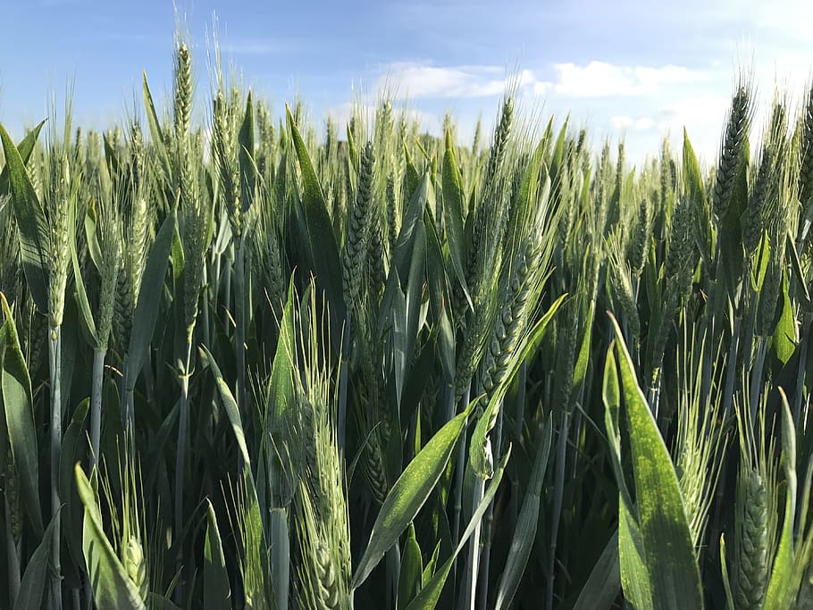 green fields, wheat, long grass, nature, farming, growth, plant HD wallpaper