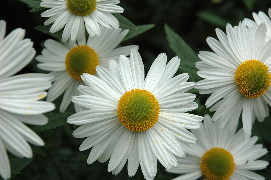 daisy, daisies, flower, white, summer, floral, bloom, yellow HD wallpaper