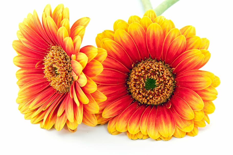 red-and-yellow daisy flowers, gerbera, cut out, blossom, bloom HD wallpaper