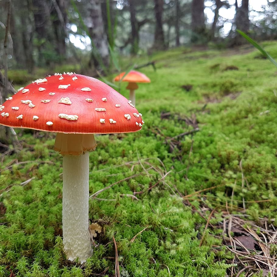 fungus, moss, forest, mushrooms, hiking, wild, pine, plant HD wallpaper