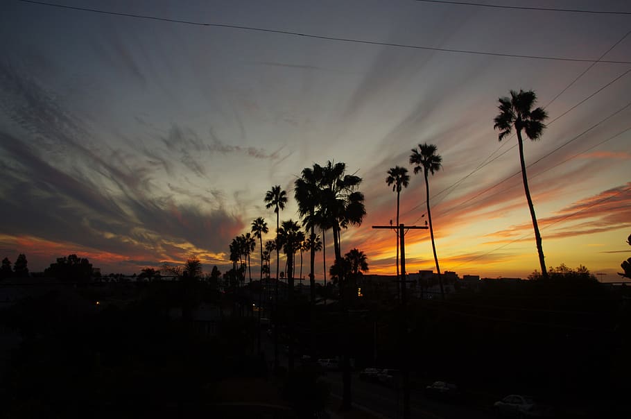 Sunset over Santa Monica, silhouette of palm trees, city, sky HD wallpaper