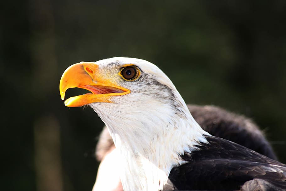 Adler, Head, Animal, bird, beak, one animal, animal body part HD wallpaper