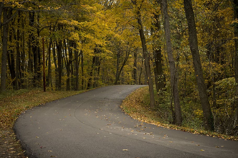 gray concrete road surrounded by trees, black concrete road between high trees at daytime HD wallpaper