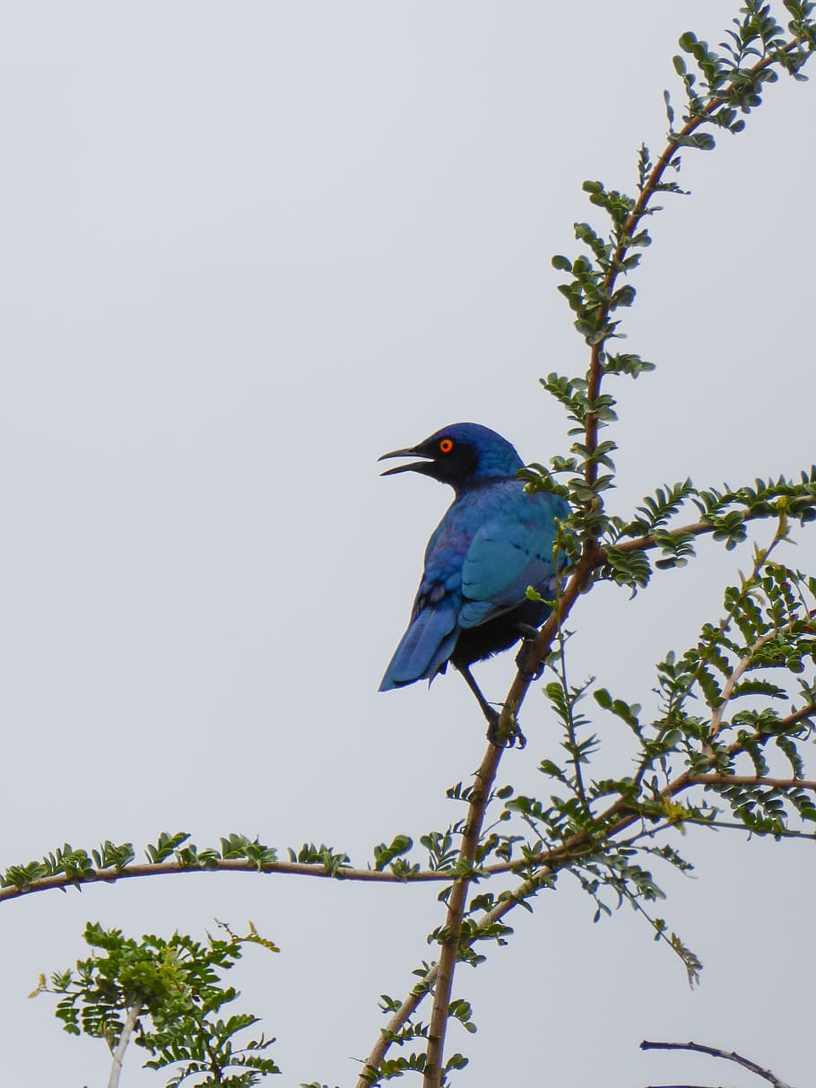 bird, blue, branch, iridescent, exotic, animal wildlife, animals in the wild HD wallpaper