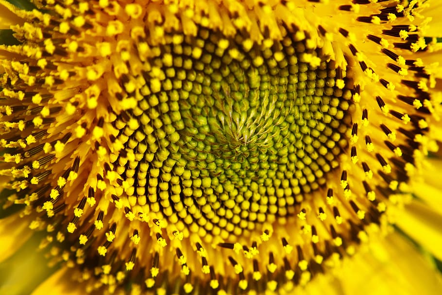 sunflower, nature, yellow, golden, pistil, pollen, petals, summer HD wallpaper