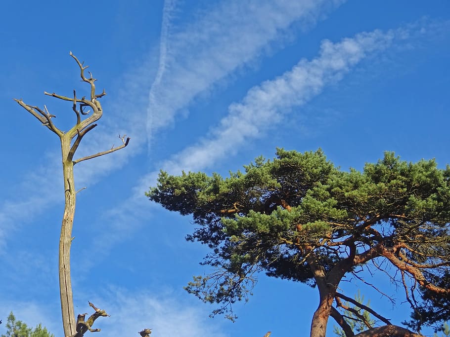 pine, pine forest, desert, steppe, dying tree, death, drought HD wallpaper