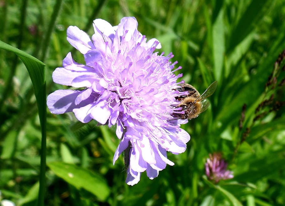 Flower, Purple, Bee, Macro, insect, nature, growth, one animal HD wallpaper