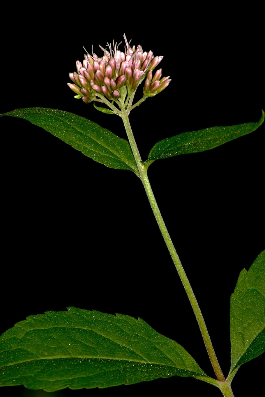 flower, macro, blossom, bloom, plant, nature, leaf, plant part HD wallpaper