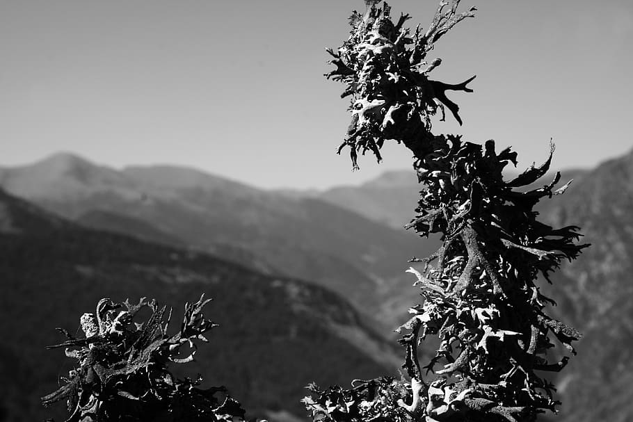 plants, mountain, summit, tundra, nature, landscape, outdoor HD wallpaper