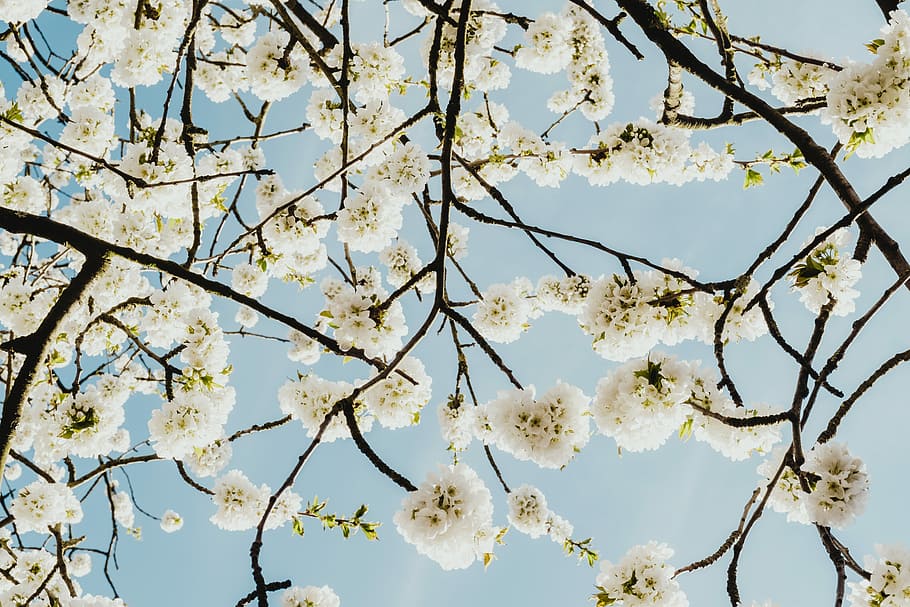 white cherry blossom flower low angle photography, low-angle photography of white flowering tree HD wallpaper