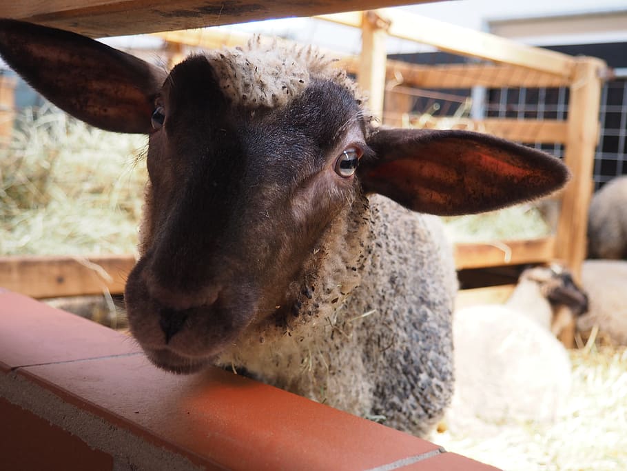 sheep, lamb, face, animal, stall, young sheep, schäfchen, wool HD wallpaper