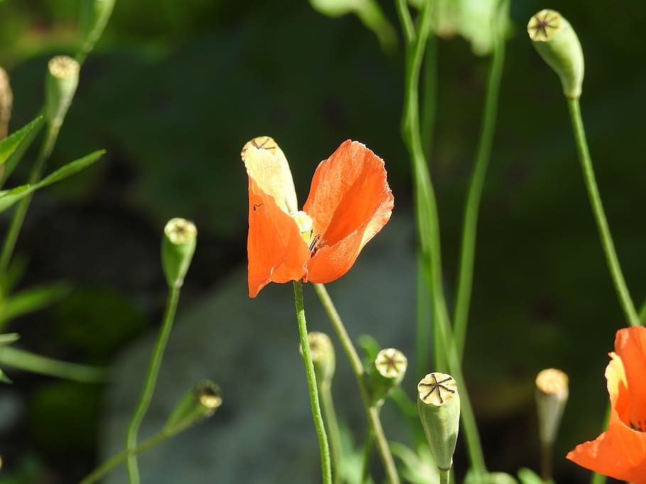 plant, poppy, close, beauty in nature, flowering plant, growth HD wallpaper