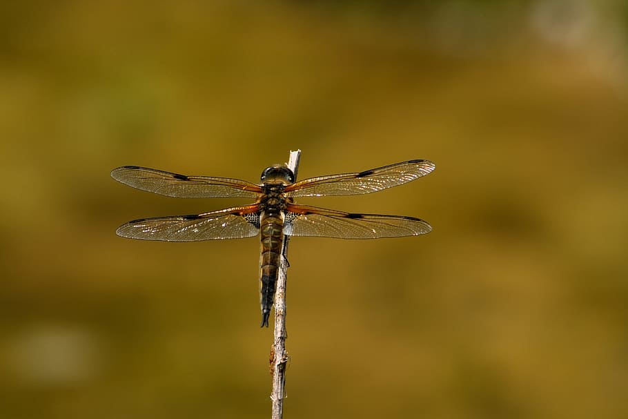 Dragonfly, Insect, Wing, Flight, flight insect, one animal HD wallpaper