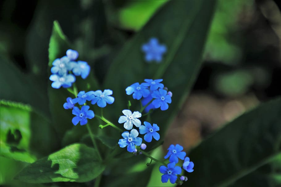 blue flowers, nots, spring, nature, plant, leaf, at the court of HD wallpaper