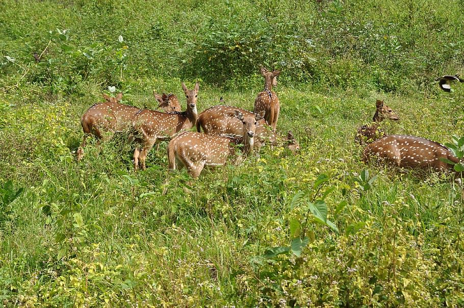 deer, herd, spotted, wild, wildlife, stag, ungulate, grazing HD wallpaper