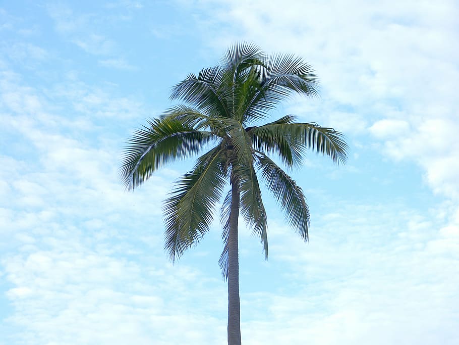 coconut tree, paradise, clouds, nature, palm Tree, blue, summer HD wallpaper