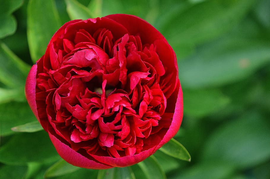 peony, flower, red, blossom, bloom, nature, close, garden, spring HD wallpaper