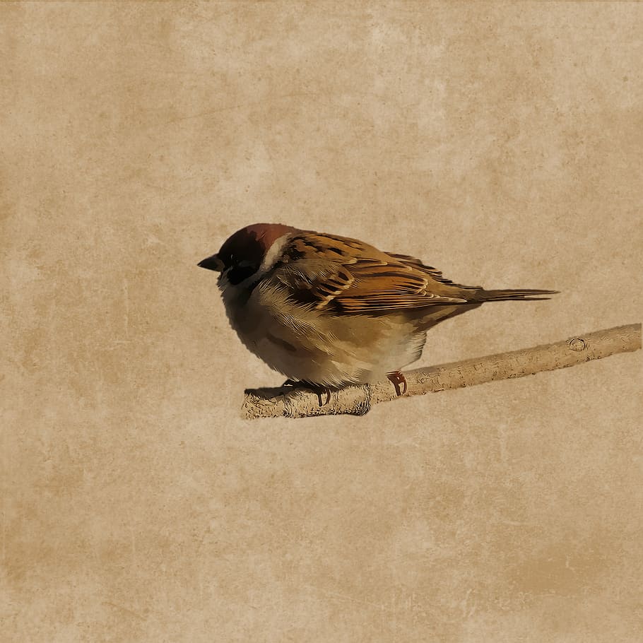brown bird on tree trunk, sparrow, plumage, branch, sperling HD wallpaper