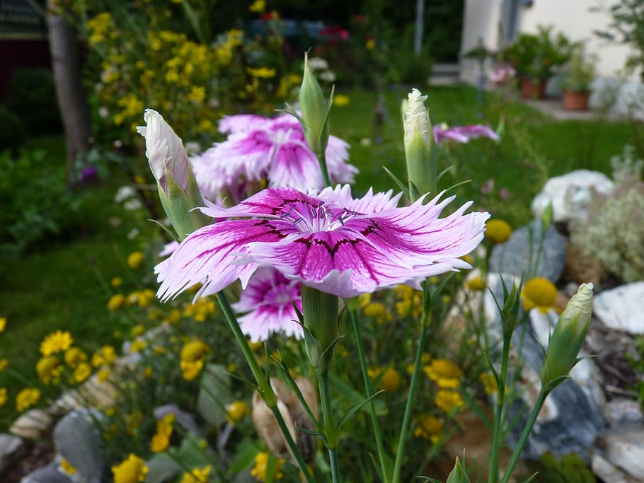 carnation, blossom, bloom, pink white, flower, nature, plant HD wallpaper