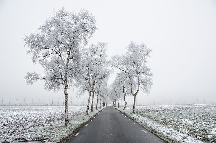 winding road between trees, Winter, Frost, Fog, Cold, Dark, misty