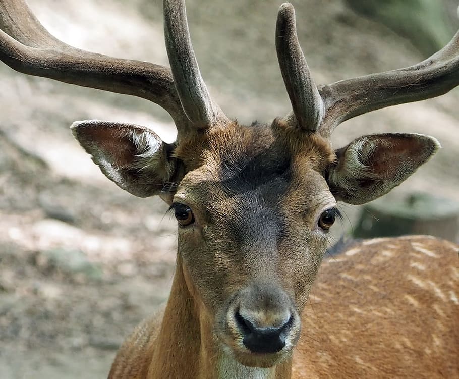 brown fawn on land, animal, nature, live, animal themes, deer HD wallpaper