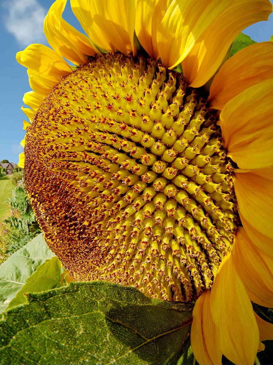 sunflower, summer, helianthus, petal, yellow, pollen, insect HD wallpaper