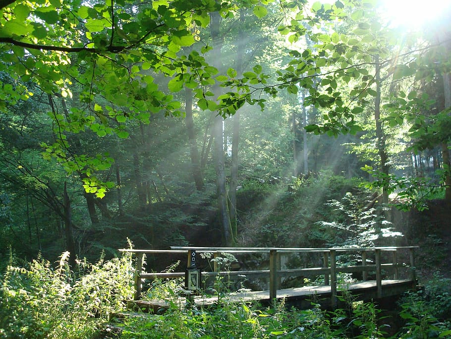 crepuscular rays pass through green leafed plants and trees HD wallpaper