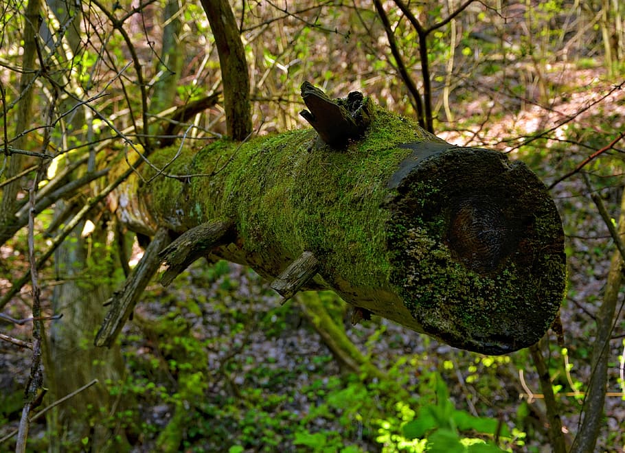 Nature, Moss, Tree, green, one animal, animals in the wild HD wallpaper