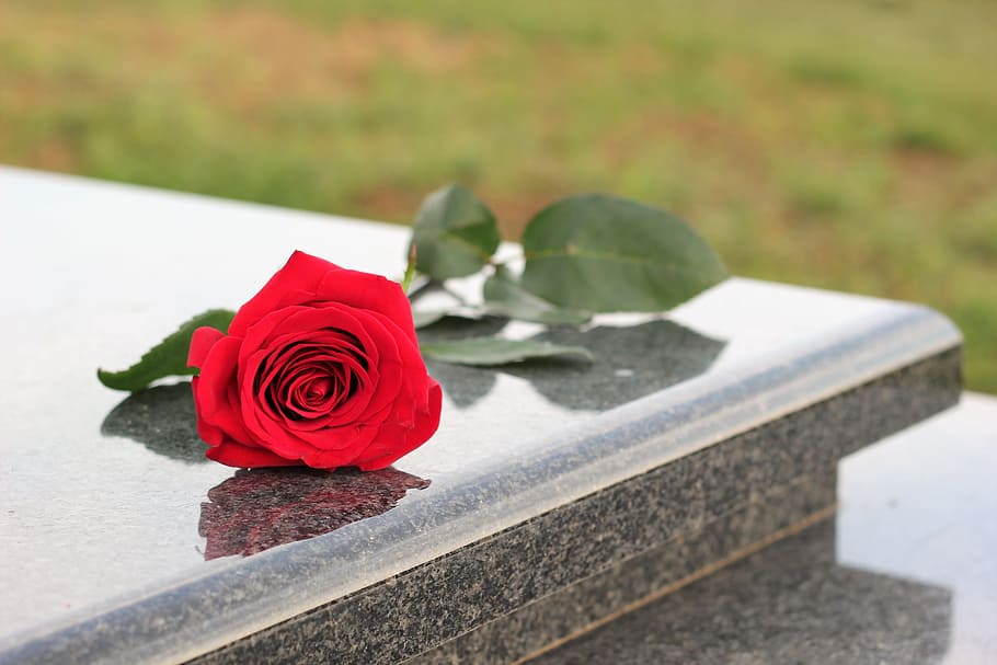 Red Rose, Grey, Marble, Gravestone, grey marble, symbol, love HD wallpaper