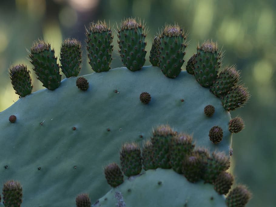 Prickly Pear, Cactus, ear cactus, ears leaves, opuntia, cactus greenhouse HD wallpaper