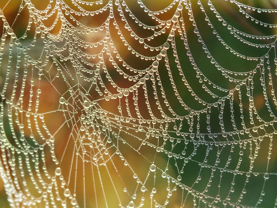 Cobweb, Close, Network, morgentau, beaded, spider Web, nature HD wallpaper