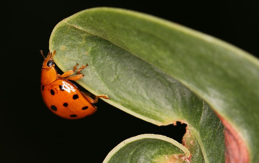 nature, biology, leaf, insect, flora, closeup, wildlife, animal HD wallpaper