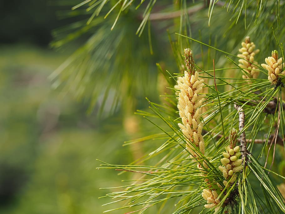 Pine, Flower, Japan, pine flower, nature, green color, agriculture HD wallpaper