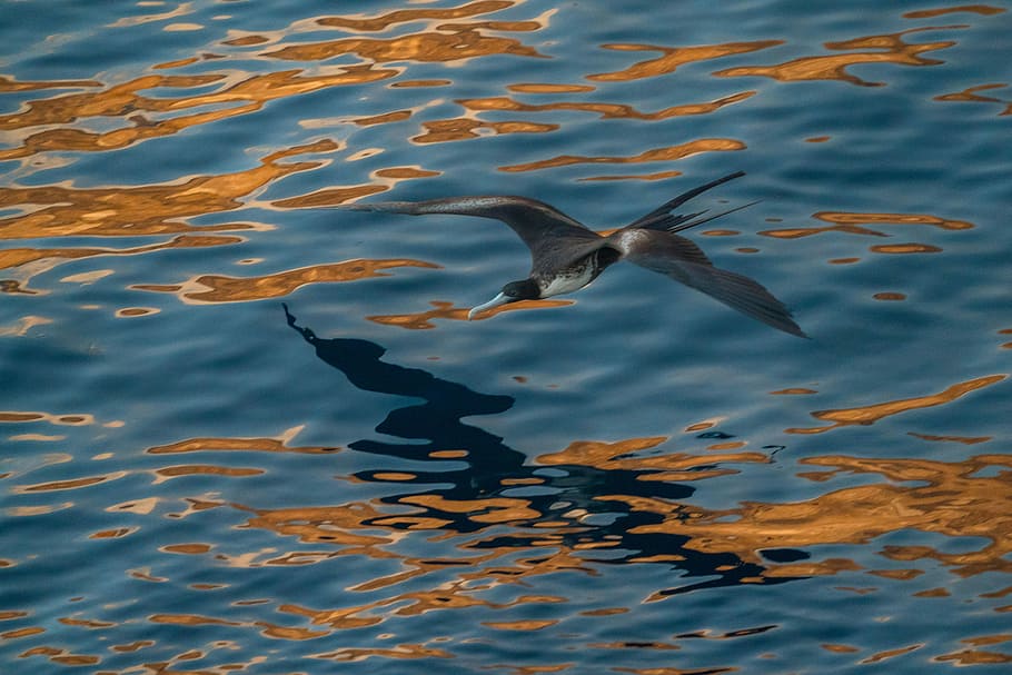 flying black and white bird above body of water, kingfisher flying on top of water HD wallpaper