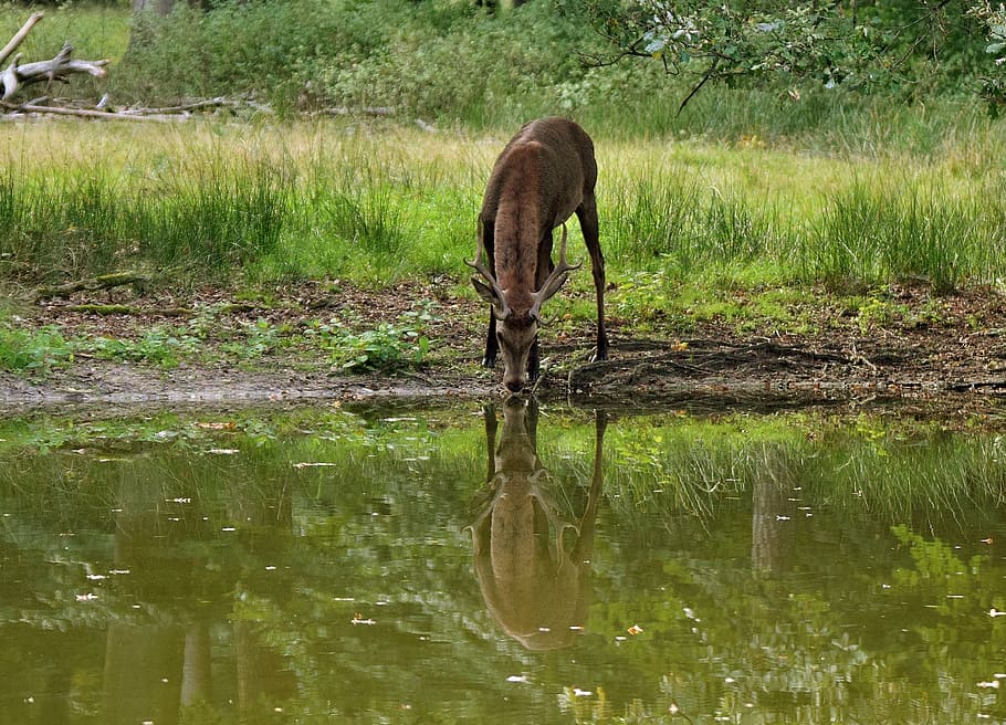 hirsch, mirror image deer, deer drinking, water, lake, reflection HD wallpaper