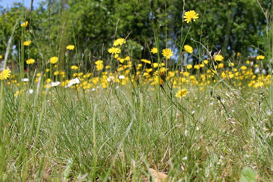 flower, meadow, field, nature, flowering plant, growth, yellow HD wallpaper
