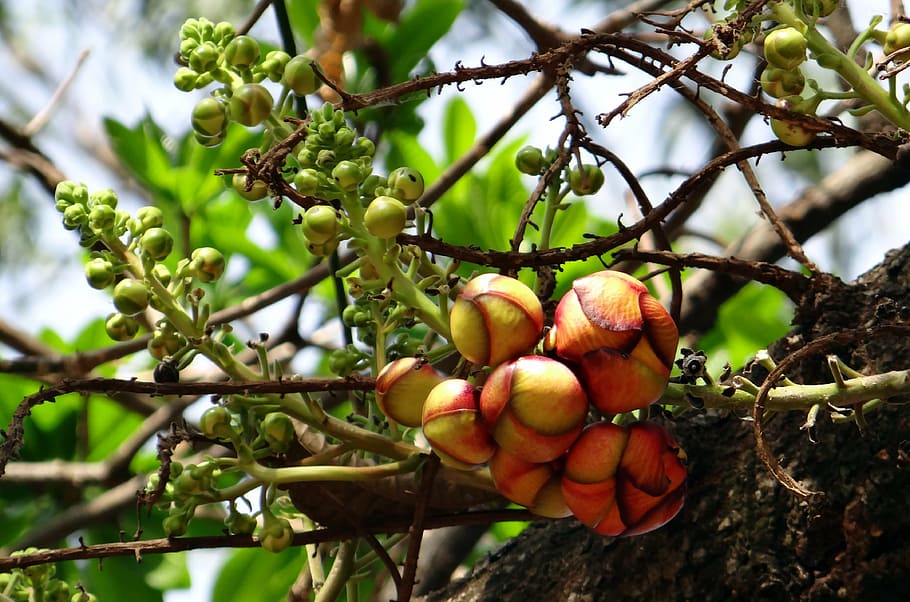 cannonball tree, bud, flower, couroupita guianensis, india HD wallpaper