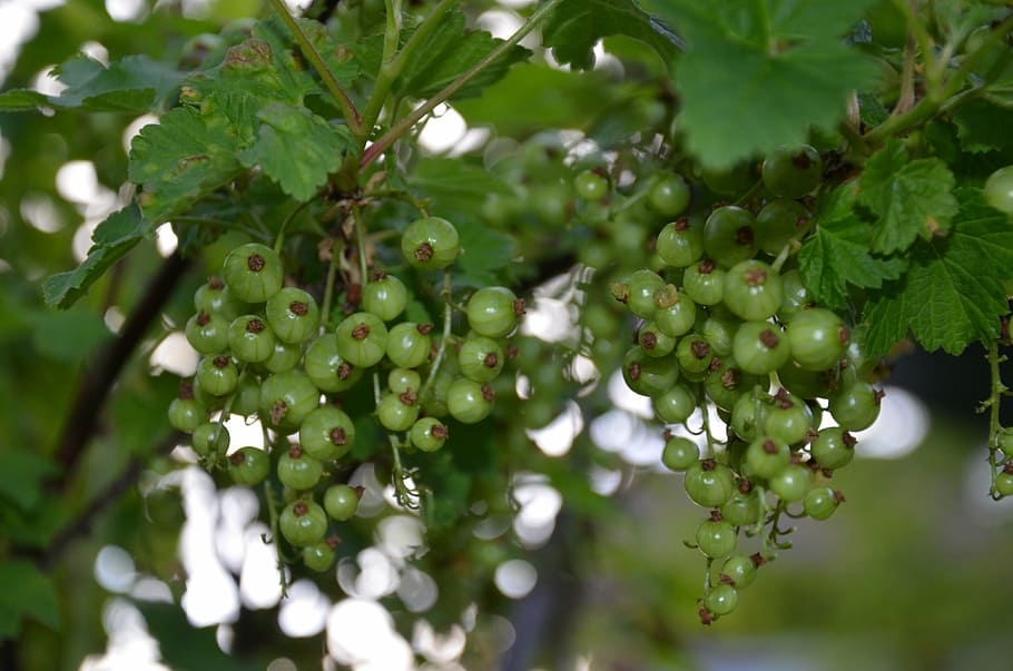 currants, green, bush, back light, close, soft fruit, food and drink HD wallpaper